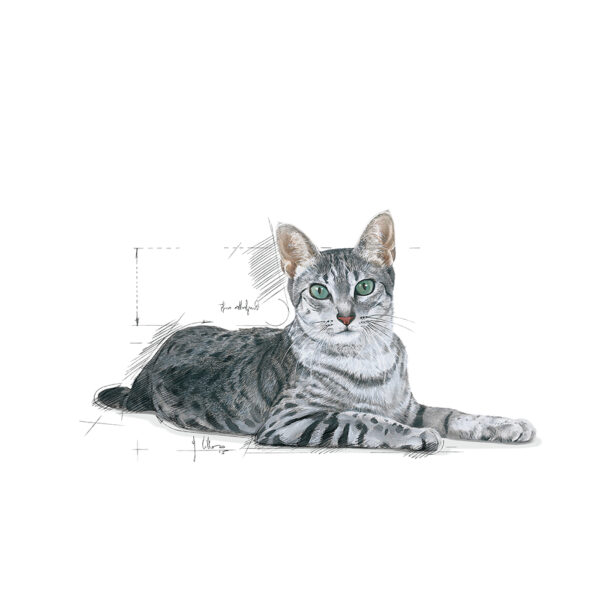 Royal Canin Indoor 7+ (1.5KG) - Dry food for indoor cats over 7 years old