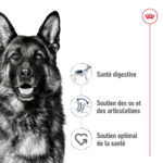 Royal Canin Maxi Adult  - Dry food for large dogs from 26 to 44 KG. From 15 months to 5 years old