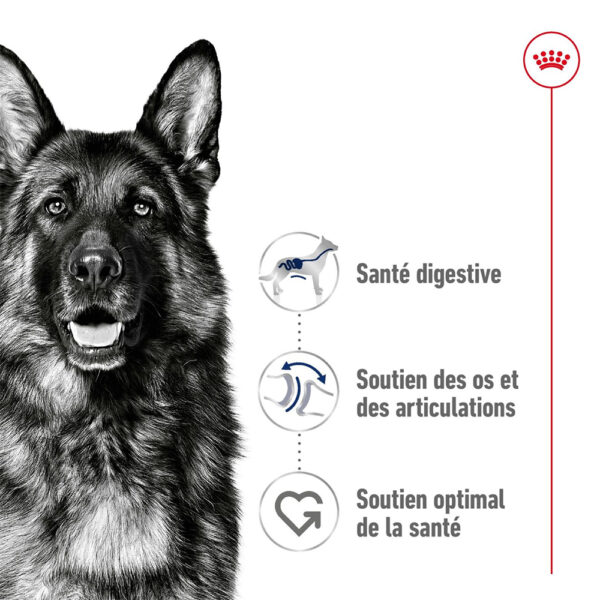 Royal Canin Maxi Adult  - Dry food for large dogs from 26 to 44 KG. From 15 months to 5 years old