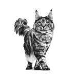 Royal Canin Feline Urinary S/O  - Dry food for Lower Urinary tract disease