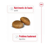 Royal Canin Maxi Adult  - Dry food for large dogs from 26 to 44 KG. From 15 months to 5 years old
