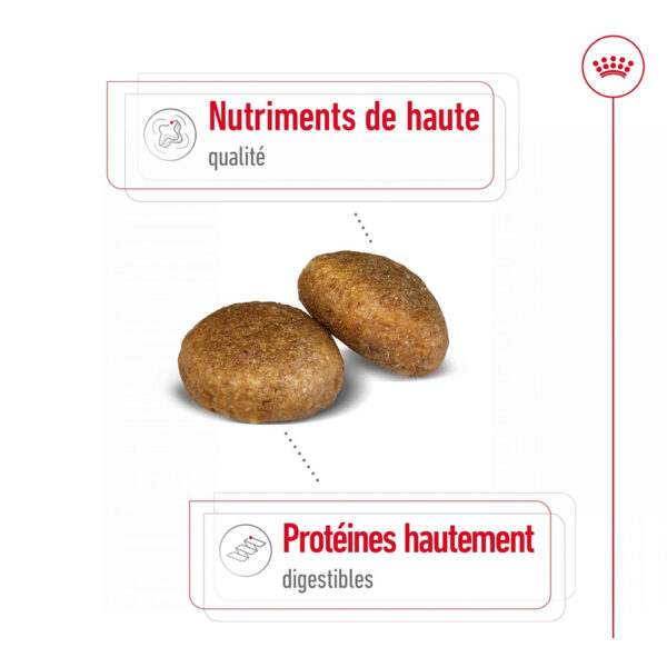 Royal Canin Maxi Adult  - Dry food for large dogs from 26 to 44 KG. From 15 months to 5 years old