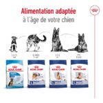 Royal Canin Maxi Adult  - Dry food for large dogs from 26 to 44 KG. From 15 months to 5 years old