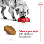 Royal Canin Maxi Adult  - Dry food for large dogs from 26 to 44 KG. From 15 months to 5 years old