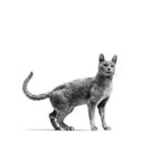 Royal Canin Feline Hypoallergenic (2.5 KG)- Dry food for adverse Food Reactions with dermatologic and/or gastro-intestinal signs