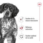 Royal Canin Medium Adult  - Dry food for medium dogs from 11 to 25 KG. From 12 months to 7 years