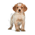 Royal Canin Medium Puppy (15kg) - for medium dogs