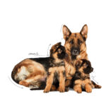 Royal Canin Maxi Starter Mother and Babydog  - Dry food for large puppies - Adult weight between 26 and 44 KG.  Weaning puppies up to 2 months