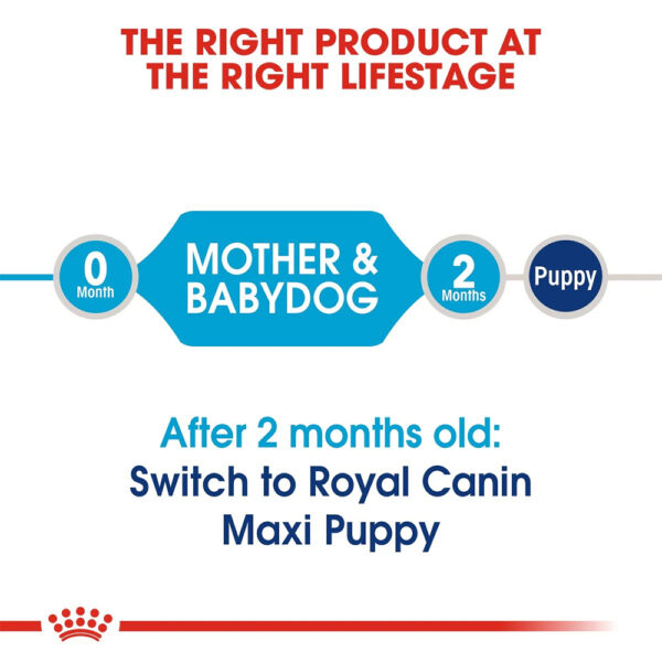 Royal Canin Maxi Starter Mother and Babydog  - Dry food for large puppies - Adult weight between 26 and 44 KG.  Weaning puppies up to 2 months