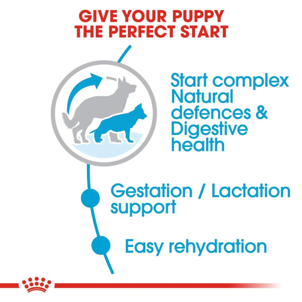 Royal Canin Maxi Starter Mother and Babydog  - Dry food for large puppies - Adult weight between 26 and 44 KG.  Weaning puppies up to 2 months