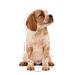 Royal Canin Medium Puppy (15kg) - for medium dogs