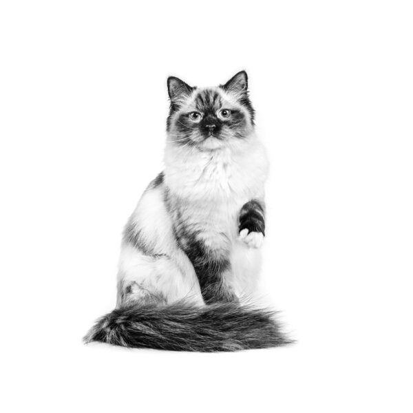 Royal Canin Feline Urinary S/O in Gravy (85 gm\Pouch) - Wet food for Lower Urinary tract disease – 12 pouches per box