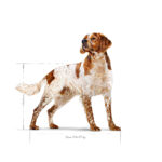 Royal Canin Medium Adult  - Dry food for medium dogs from 11 to 25 KG. From 12 months to 7 years