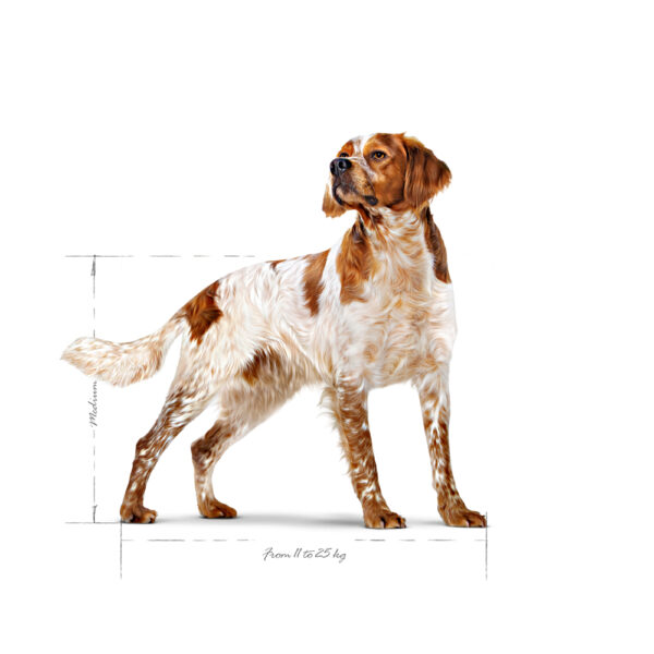 Royal Canin Medium Adult  - Dry food for medium dogs from 11 to 25 KG. From 12 months to 7 years