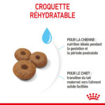 Royal Canin Maxi Starter Mother and Babydog  - Dry food for large puppies - Adult weight between 26 and 44 KG.  Weaning puppies up to 2 months