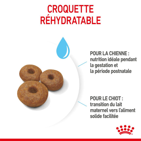 Royal Canin Maxi Starter Mother and Babydog  - Dry food for large puppies - Adult weight between 26 and 44 KG.  Weaning puppies up to 2 months