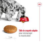 Royal Canin Medium Adult  - Dry food for medium dogs from 11 to 25 KG. From 12 months to 7 years