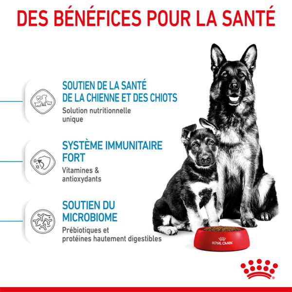 Royal Canin Maxi Starter Mother and Babydog  - Dry food for large puppies - Adult weight between 26 and 44 KG.  Weaning puppies up to 2 months