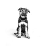 Royal Canin Maxi Starter Mother and Babydog  - Dry food for large puppies - Adult weight between 26 and 44 KG.  Weaning puppies up to 2 months