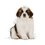 Royal Canin Giant Puppy  - Dry food for giant dogs. Adult weight from 45 KG and over - from 2 to 8 months old