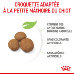 Royal Canin Giant Puppy  - Dry food for giant dogs. Adult weight from 45 KG and over - from 2 to 8 months old