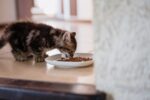 VIRBAC Kitten Pre Neutered – Balanced Dry Kitten Food