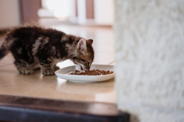 VIRBAC Kitten Pre Neutered – Balanced Dry Kitten Food